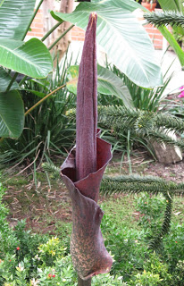 Amorphophallus konjac.jpg